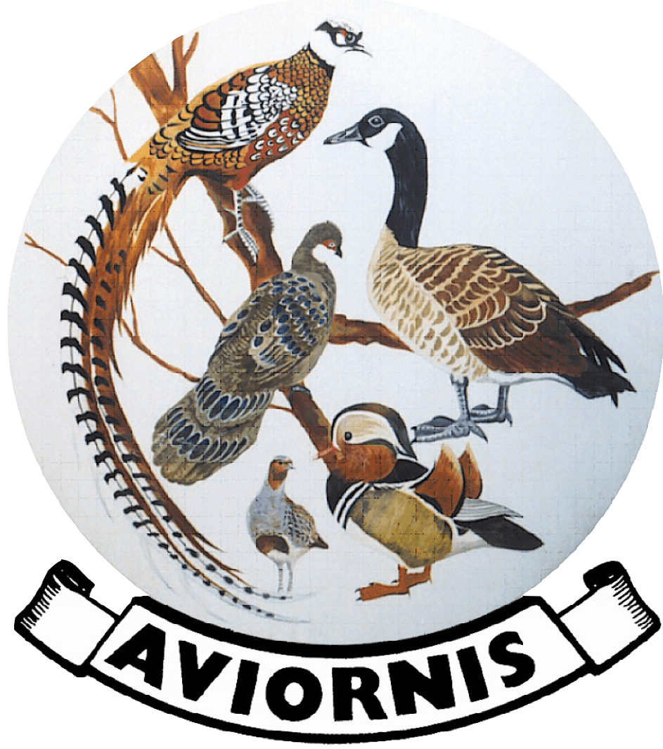 Aviornis