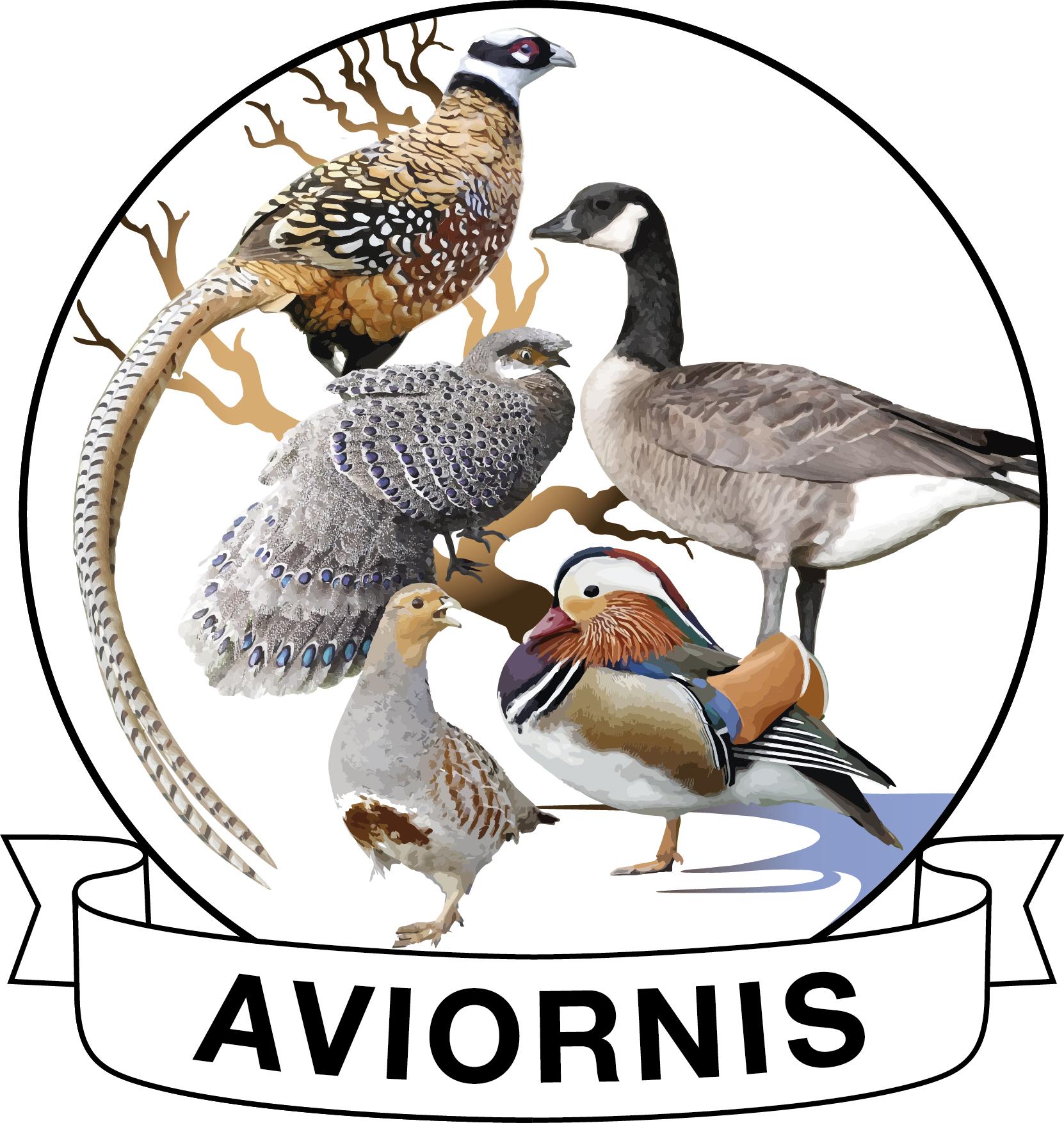 Aviornis