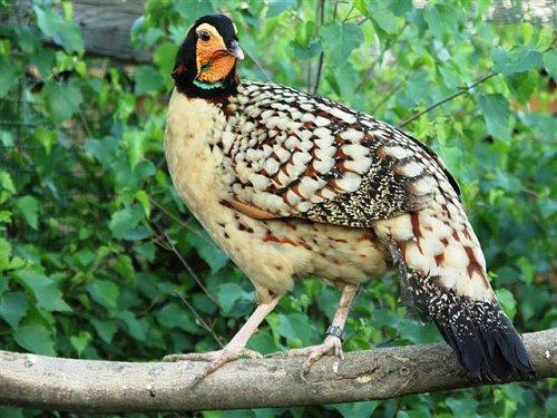 cabot tragopan